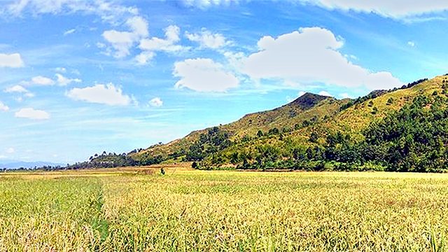 Irilbung Paddy Field :: December 2009