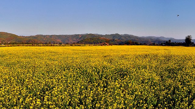 A mustard field at Serou :: January 2014
