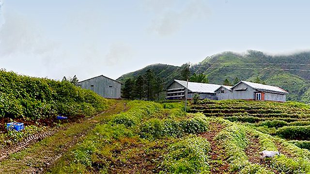 Potato farm at Mao, Senapati District :: July 2009