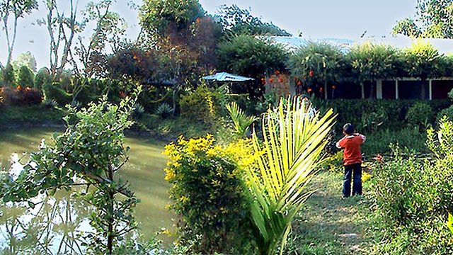 Asheiningthou (Matai) Garden @ Mantripukri :: 2009